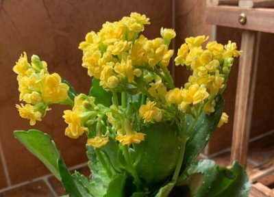 长寿花喜阳 长寿花喜欢太阳吗
