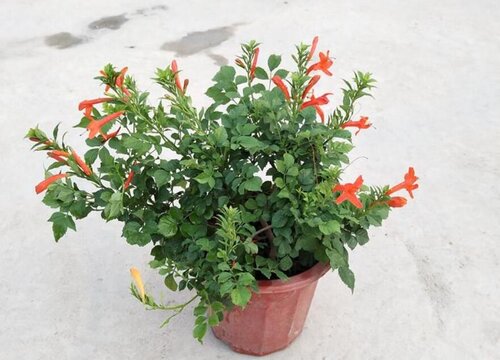 家里种凌霄花风水好吗