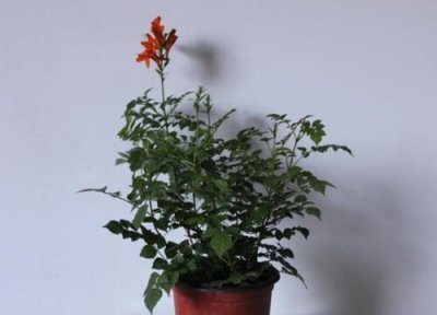 家里种凌霄花风水 家里种凌霄花风水好吗