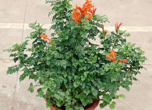 家里种凌霄花风水好吗