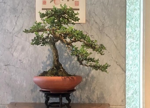 家里种黄杨树风水好吗