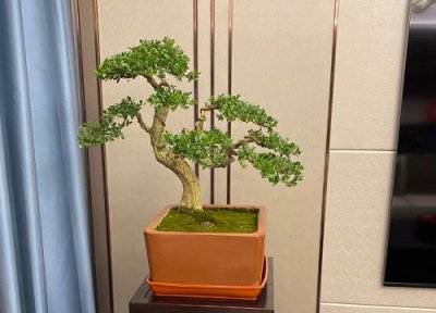 家里种黄杨树风水 家里种黄杨树风水好吗