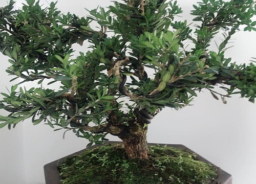 家里种黄杨树风水好吗