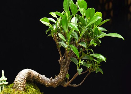 家里种榕树风水好吗
