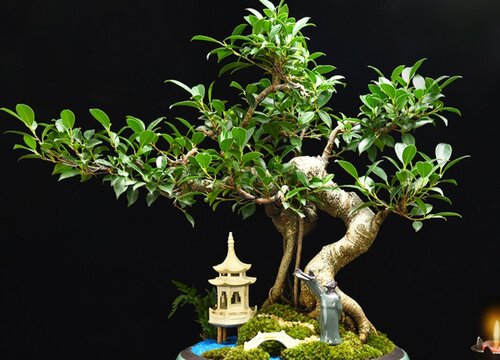 家里种榕树风水好吗