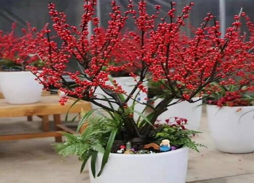 家里种冬青树风水好吗
