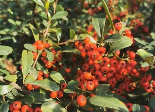 家里种冬青树风水好吗