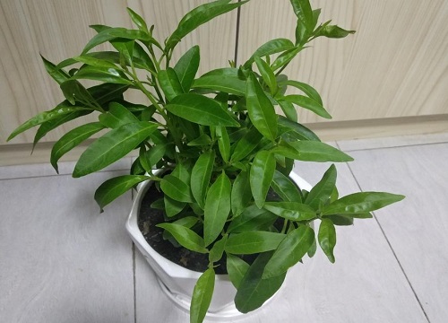 家里种夜来香风水好吗