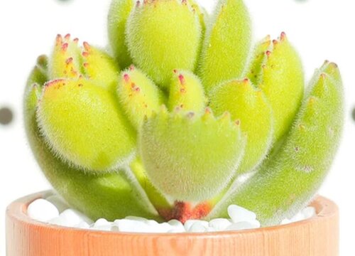 熊童子喜欢太阳吗