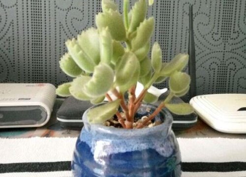 熊童子喜欢太阳吗
