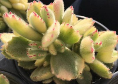 熊童子喜阳 熊童子喜欢太阳吗