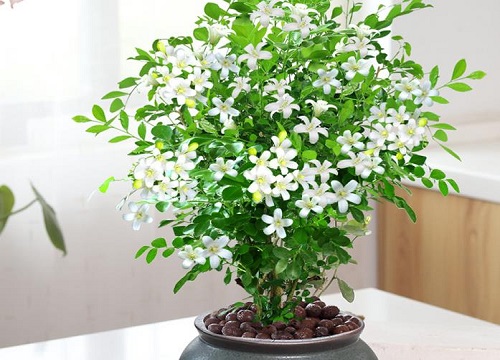 家里种九里香风水好吗
