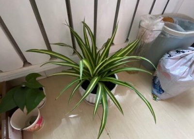 家里种吊兰风水 家里种吊兰风水好吗