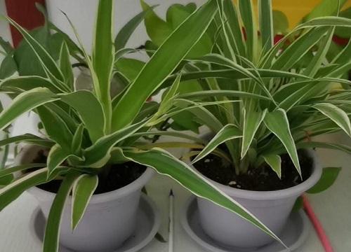 家里种吊兰风水好吗