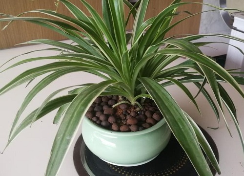家里种吊兰风水好吗
