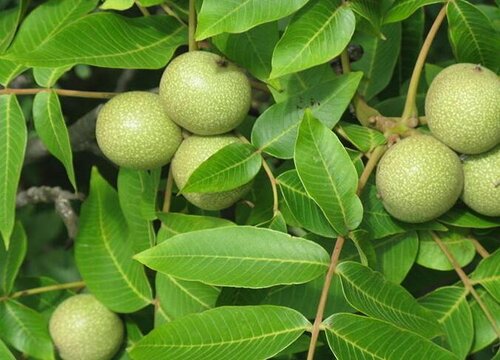 家里种核桃树风水好吗