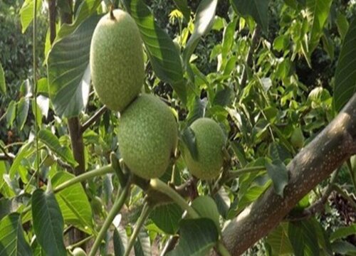 家里种核桃树风水好吗