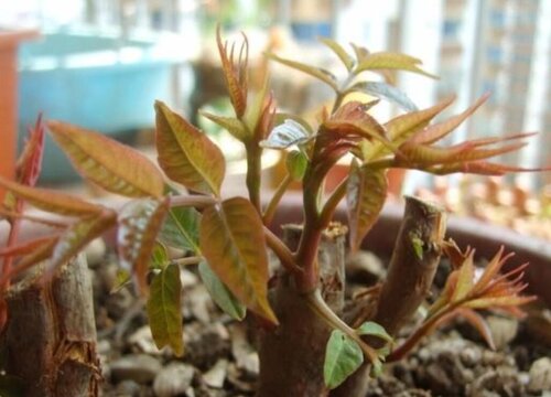 家里种香椿树风水好吗