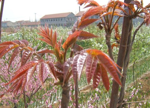 家里种香椿树风水好吗