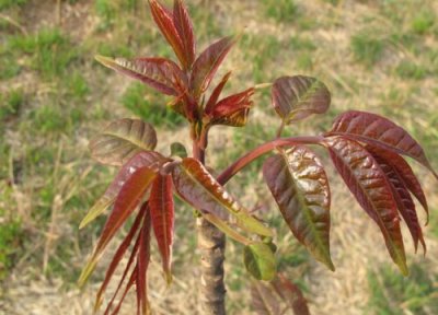 家里种香椿树风水 家里种香椿树风水好吗