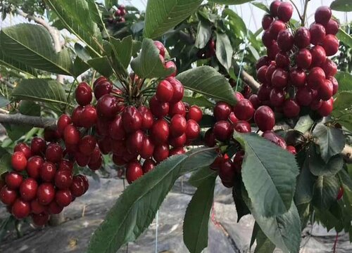 家里种车厘子树风水好吗