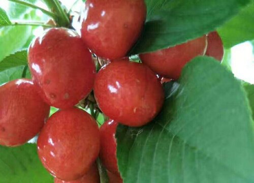 家里种车厘子树风水好吗
