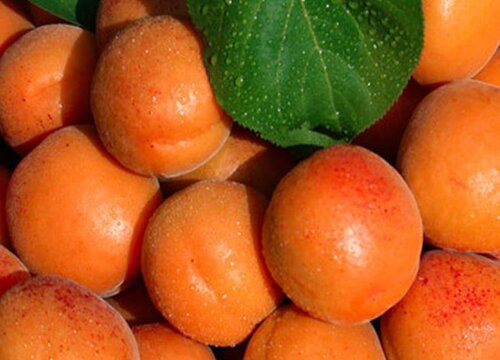 杏子几月份成熟