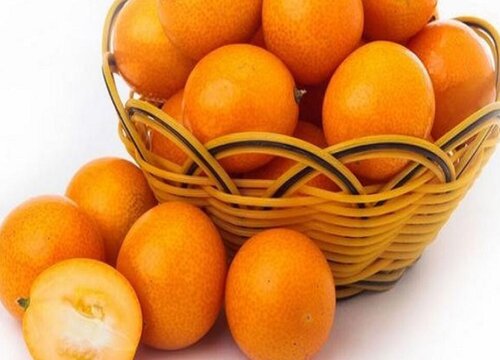 金桔几月份成熟