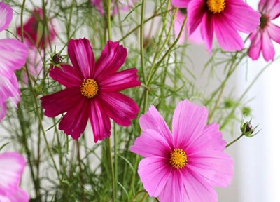 家里种格?；ǚ缢?在家里种格桑花风水好吗