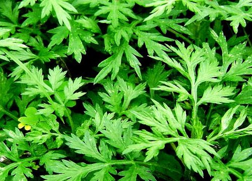 家里种艾草风水好吗