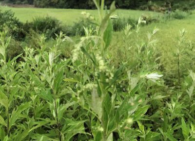 家里种艾草风水 家里种艾草风水好吗