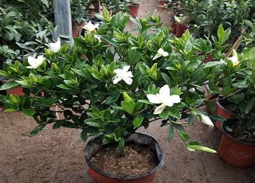 栀子花放客厅风水好吗