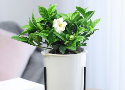 栀子花放客厅风水 栀子花放客厅风水好吗