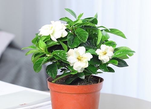 栀子花放客厅风水好吗