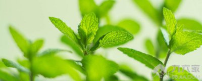 薄荷风水禁忌 薄荷忌讳什么