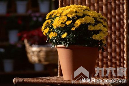 菊花能放在室内吗？可以/能招财运福运/延长寿命/净化空气