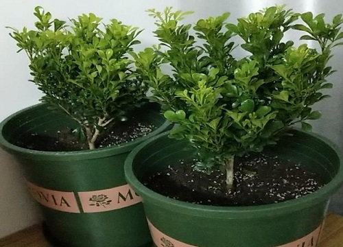 米兰放客厅风水好吗