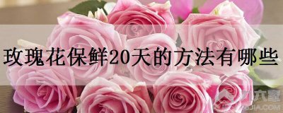 玫瑰花保鲜20天的方法有哪些
