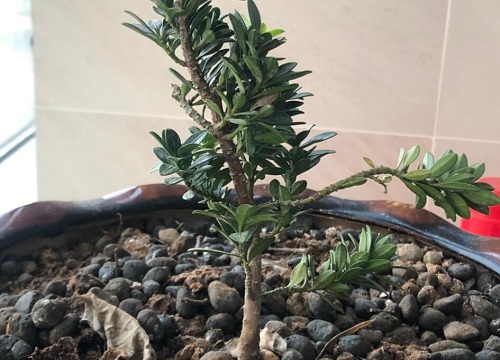 家里种罗汉松风水好吗