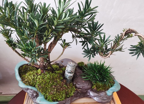 家里种罗汉松风水好吗