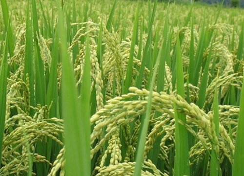 糯米几月份成熟上市