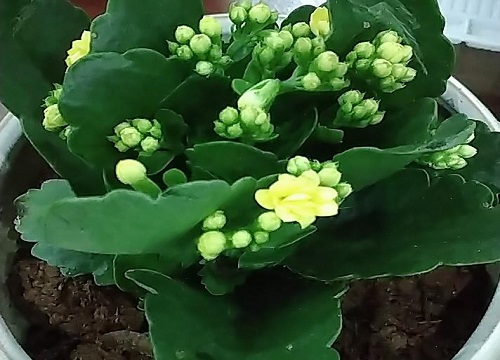 长寿花的喜欢太阳吗