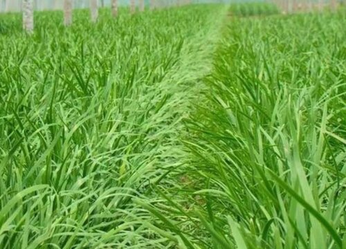 洗肠草是什么菜