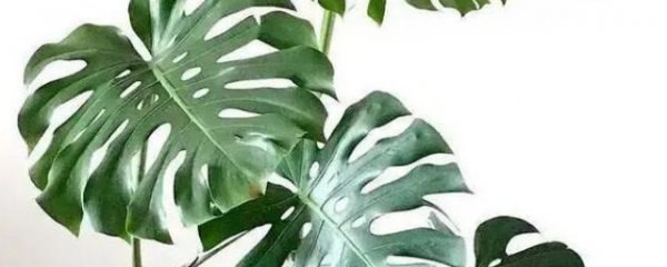 龟背竹如何快速开背