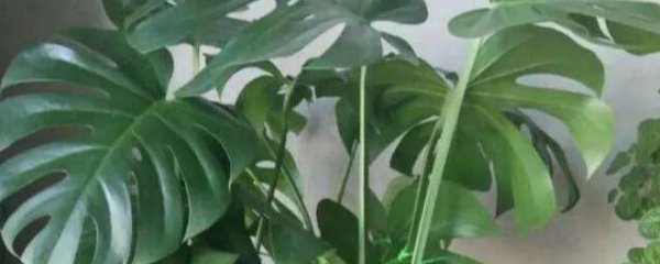龟背竹习性