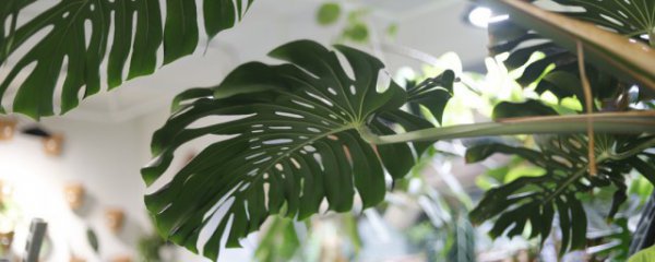 龟背竹又叫什么