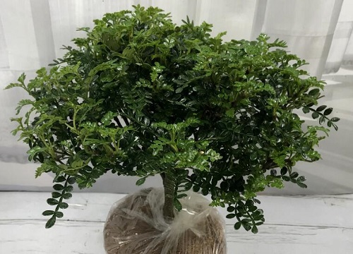 胡椒木喜欢太阳吗