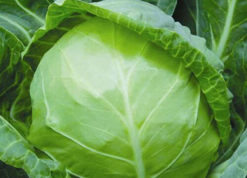 圆白菜是什么菜