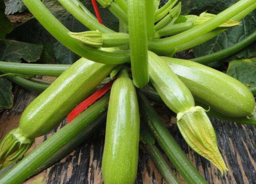 西葫芦是什么菜