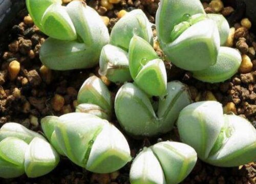 碧玉莲喜欢太阳吗